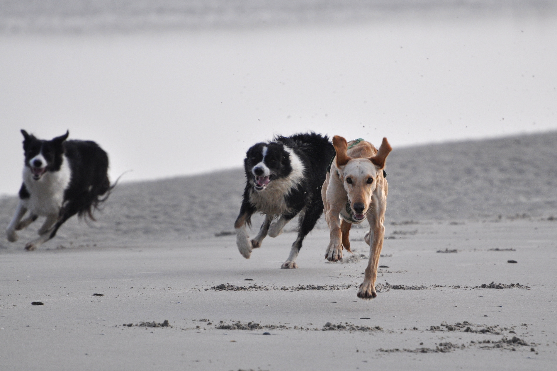 dogs paradise
